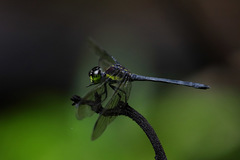 Agrionoptera longitudinalis