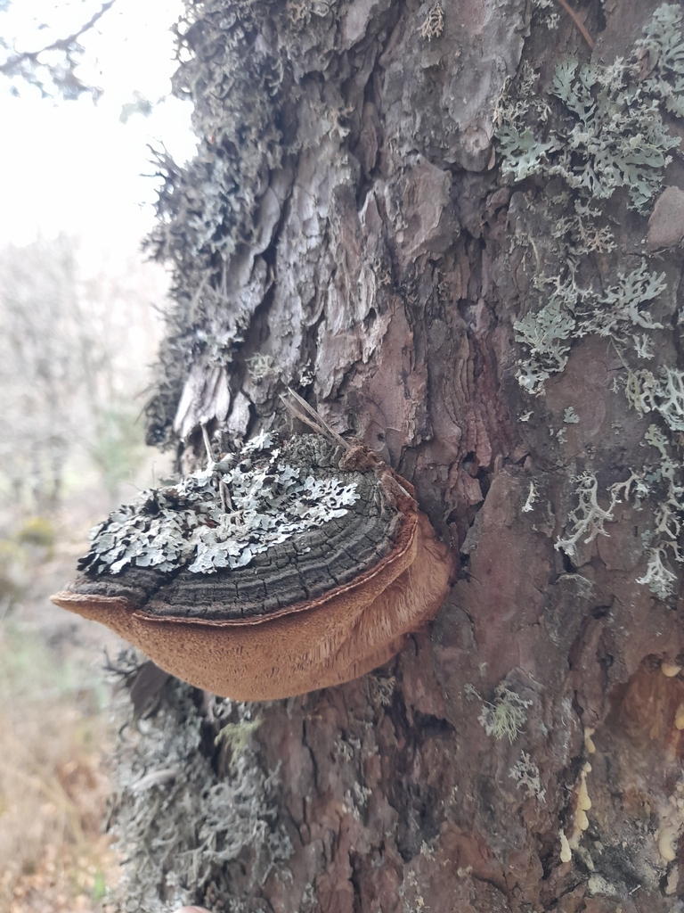 Porodaedalea pini · April 2026 · photo: © slaven_kljucanin (iNaturalist, cc-by-nc)
