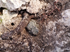Bufotes cypriensis
