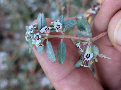 Carrizo Mountain Sandmat (Euphorbia pediculifera)