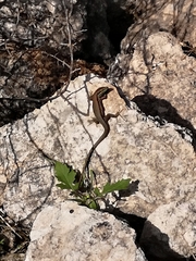 Phoenicolacerta troodica