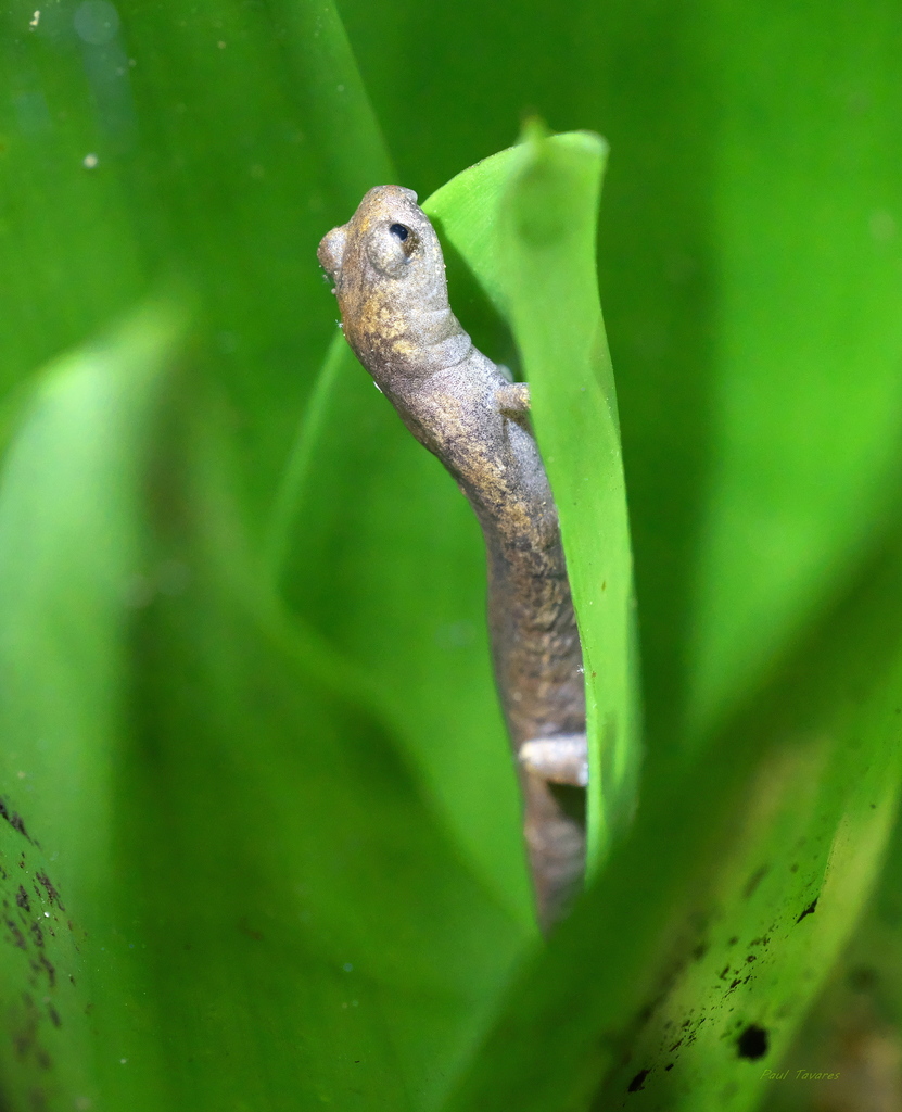 Savage's Mushroomtongue Salamander