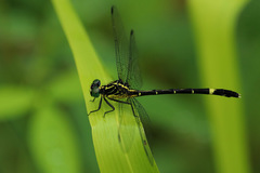 Austrogomphus prasinus