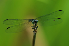 Austrogomphus prasinus