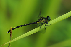 Austrogomphus prasinus