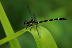 Austrogomphus prasinus