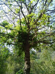 Acer negundo mexicanum