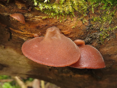 Auricularia auricula-judae
