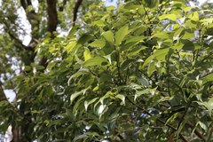 Cinnamomum yabunikkei