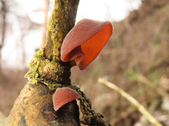 Auricularia auricula-judae