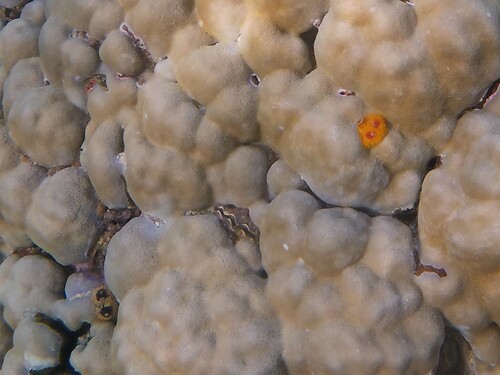 Small Giant Clam — seen at this dive site