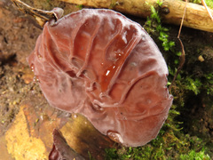 Auricularia auricula-judae