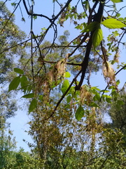 Acer negundo mexicanum