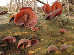 Auricularia auricula-judae