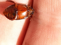 Thermonectus nigrofasciatus