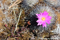 Mammillaria deherdtiana dodsonii