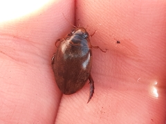 Thermonectus nigrofasciatus