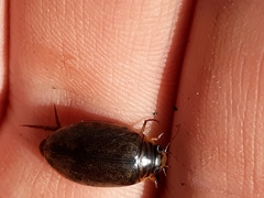Thermonectus nigrofasciatus