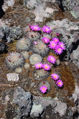 Mammillaria deherdtiana dodsonii