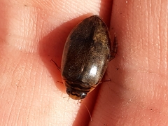 Thermonectus nigrofasciatus