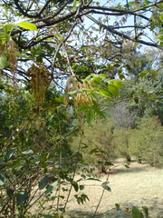 Acer negundo mexicanum