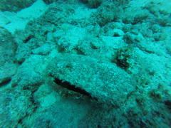 Pinctada mazatlanica