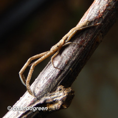 Miagrammopes orientalis