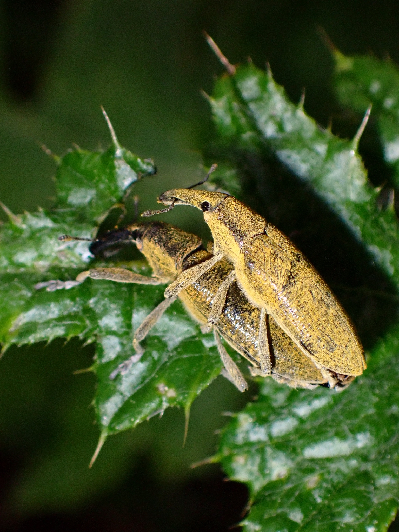 Lixus pulverulentus