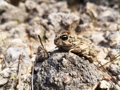 Bufotes cypriensis