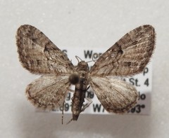 Eupithecia interruptofasciata