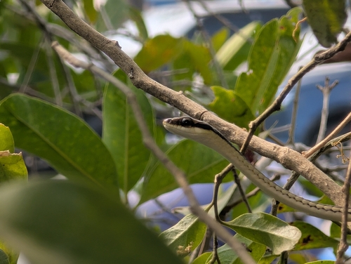 Painted Bronzeback