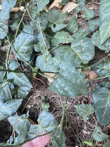 Larger Smilax (Smilax excelsa)