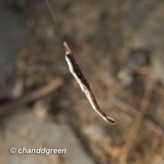 Miagrammopes orientalis