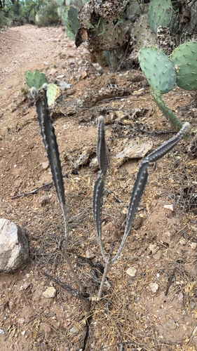 Arizona queen of the night (Peniocereus greggii)