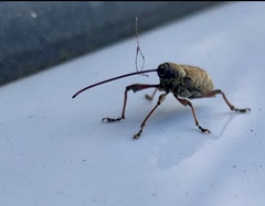 Curculio proboscideus