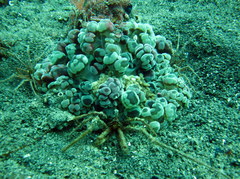 Stenorhynchus debilis