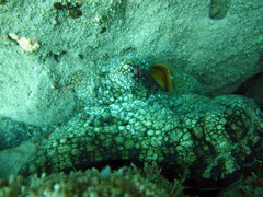 Octopus hubbsorum image