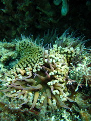 Bunodosoma californica