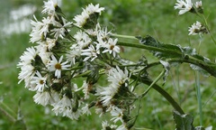 Senecio smithii