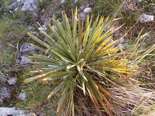Golden Spaniard (Aciphylla aurea)
