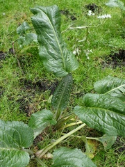 Senecio smithii