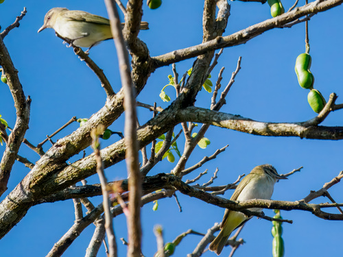 Black-whiskered Vireo