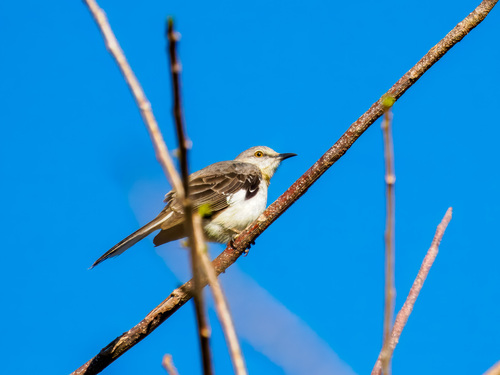 Northern Mockingbird