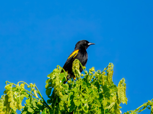Cuban Oriole
