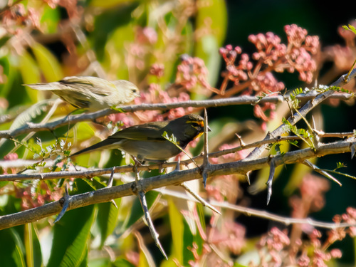 Yellow-faced Grassquit