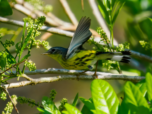 Magnolia Warbler