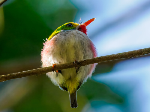 Cuban Tody