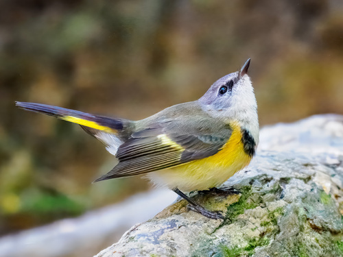 American Redstart