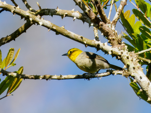 Yellow-headed Warbler