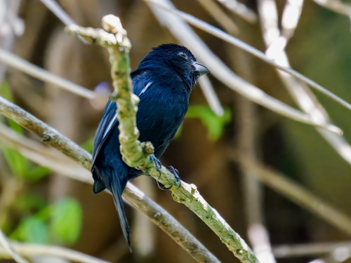 Cuban Bullfinch